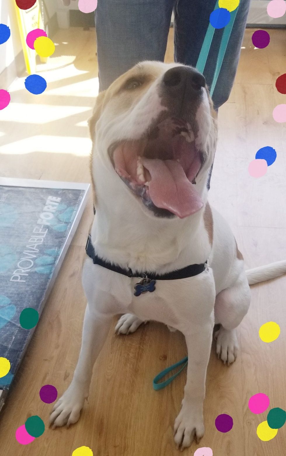 Broadway Animal Hospital Gallery Vet In Chicago, IL