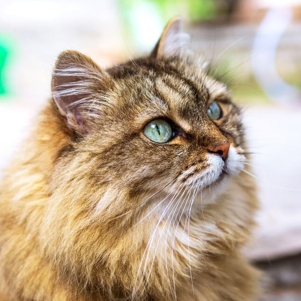 fluffy-siberian-cat-sq-1