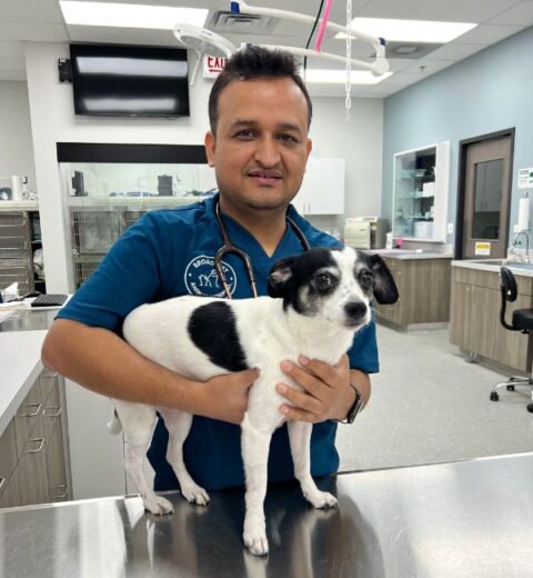 Chicago Veterinary Services | Broadway Animal Hospital