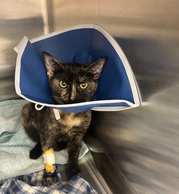 cat after surgery