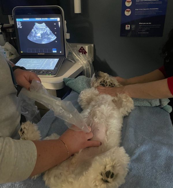 vet doing ultrasound 
