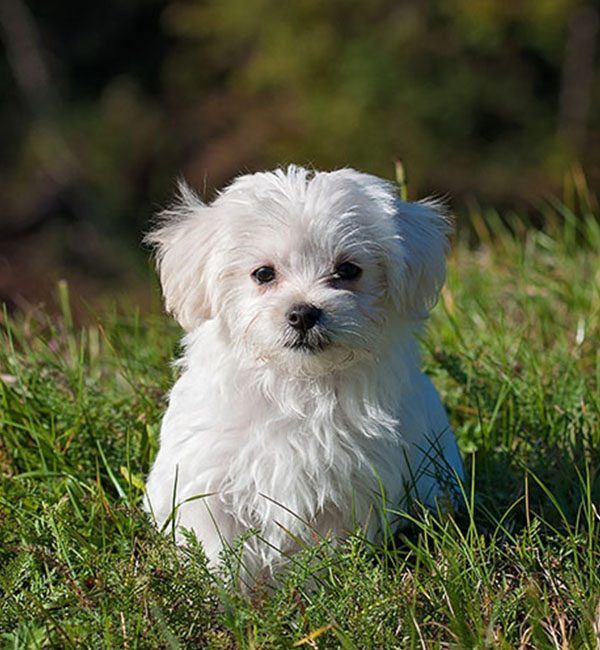 Dog sitting on the grass