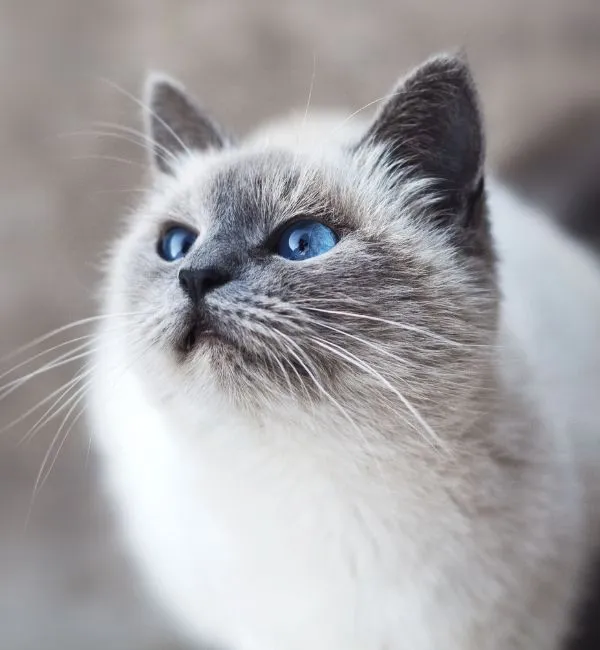 Broadway-Animal-Hospital-pet-info