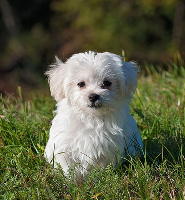 Dog-sitting-on-the-grass Dog sitting on the grass